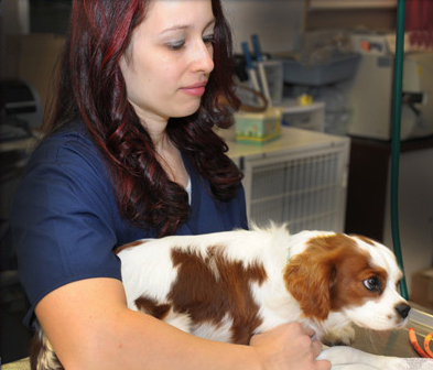 Emergency Services Emergency Veterinarian In Troy Mo